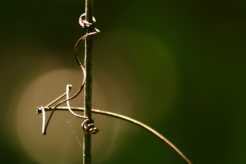 Twig