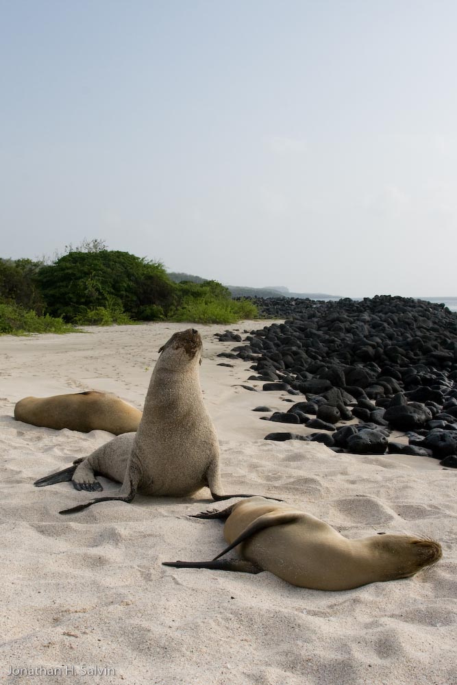 San Cristobal Island 06-08-2008-66.jpg