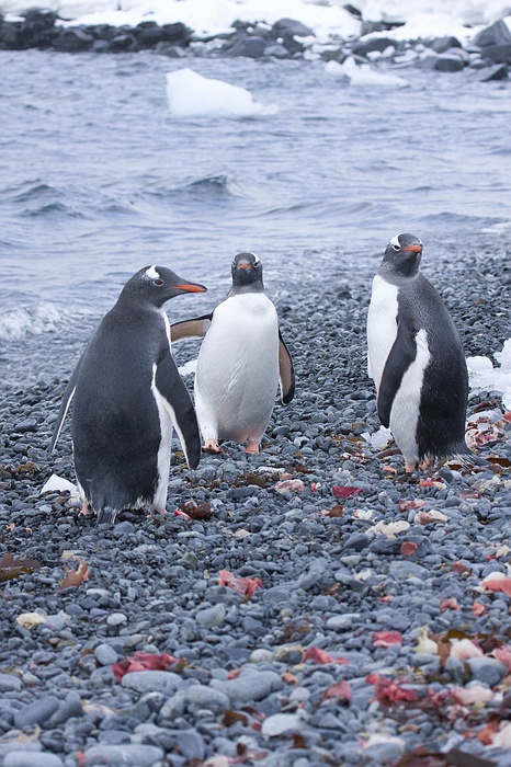 ANTARCTICARAW_0029.jpg
