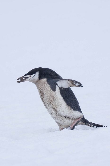 ANTARCTICARAW_0039.jpg