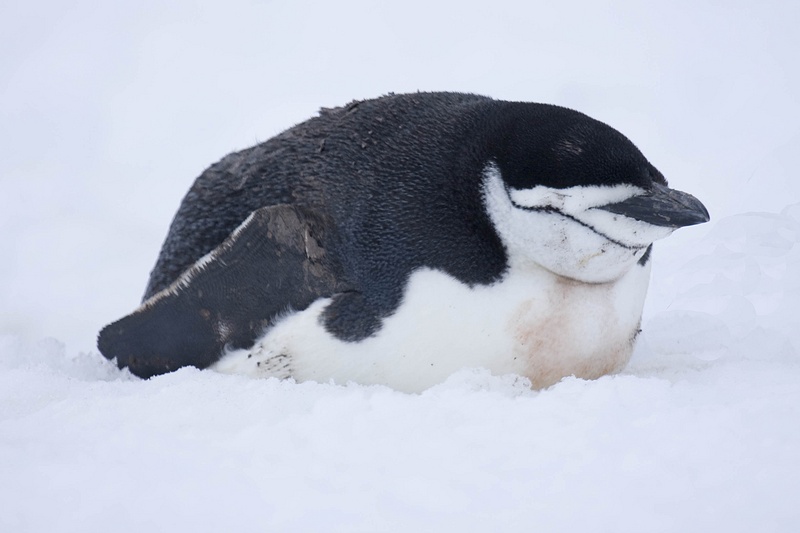 ANTARCTICARAW_0048-Edit.jpg