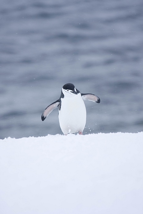 ANTARCTICARAW_0049.jpg