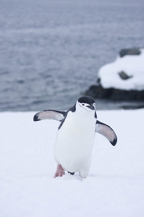 ANTARCTICARAW_0060.jpg