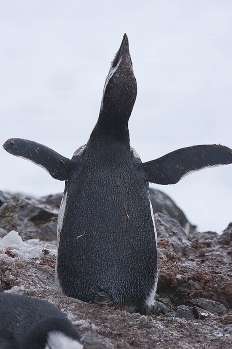 ANTARCTICARAW_0068.jpg