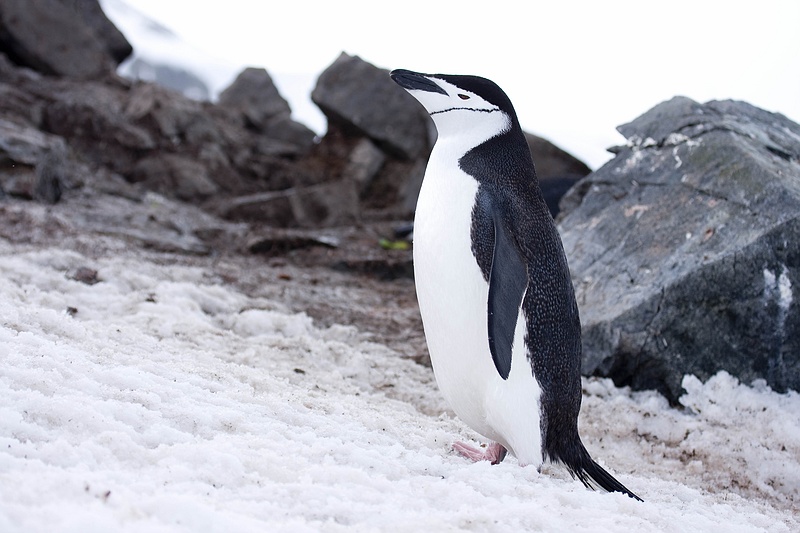 ANTARCTICARAW_0079.jpg