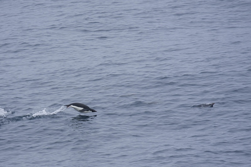 ANTARCTICARAW_0354.jpg
