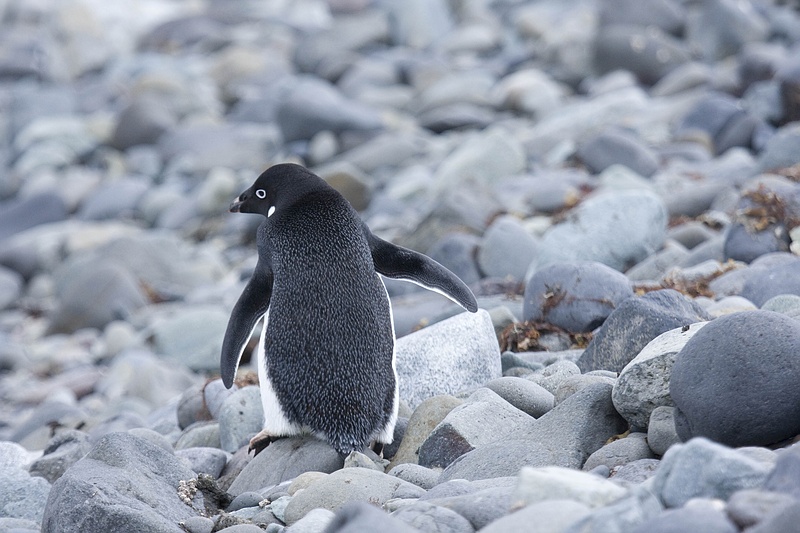 ANTARCTICARAW_0422.jpg