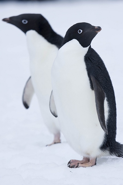 ANTARCTICARAW_0478.jpg
