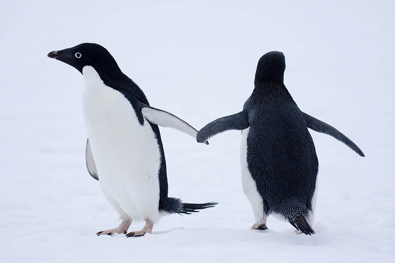 ANTARCTICARAW_0483.jpg