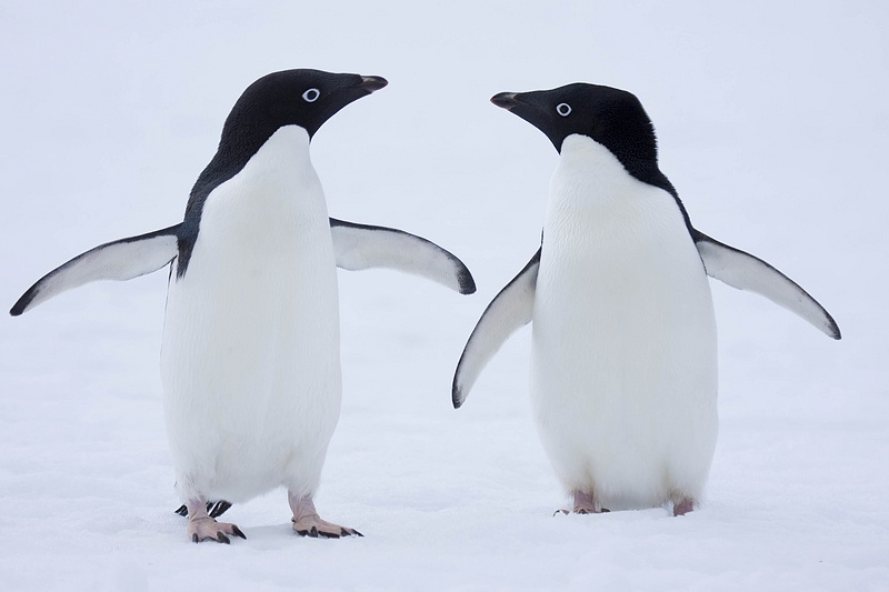 ANTARCTICARAW_0498.jpg