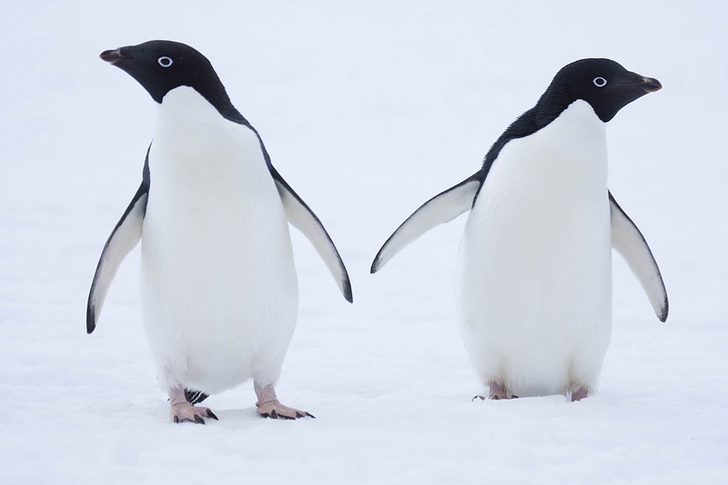 ANTARCTICARAW_0507.jpg