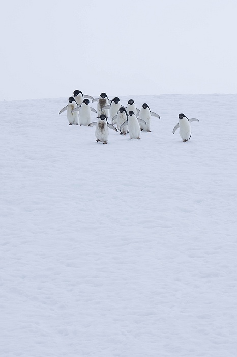 ANTARCTICARAW_0519.jpg