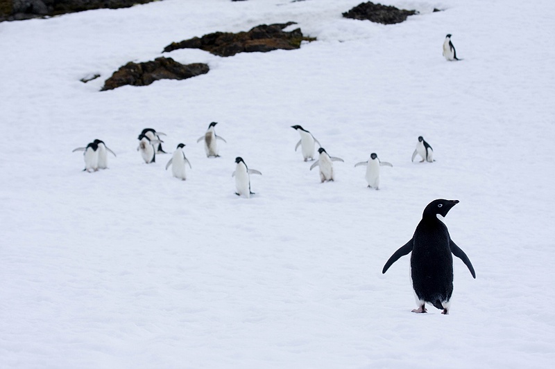 ANTARCTICARAW_0530.jpg