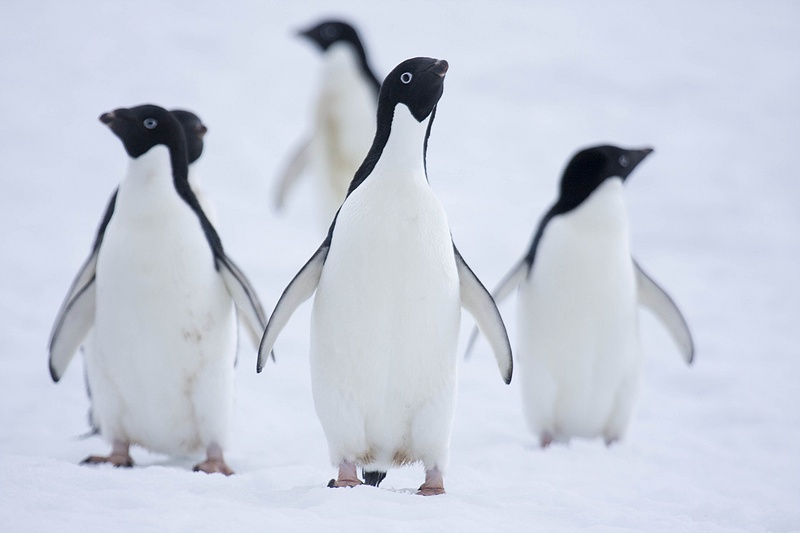 ANTARCTICARAW_0536.jpg