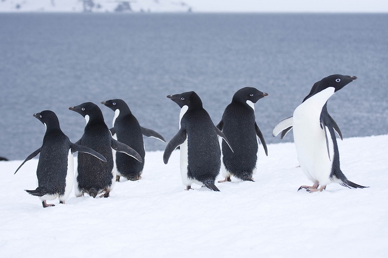 ANTARCTICARAW_0561.jpg