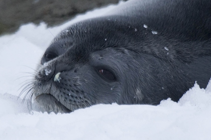 ANTARCTICARAW_0605.jpg