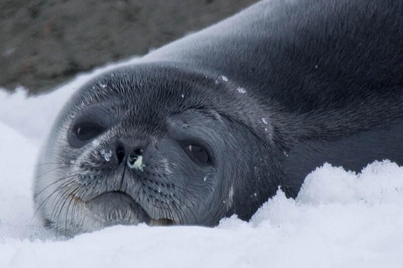 ANTARCTICARAW_0607.jpg