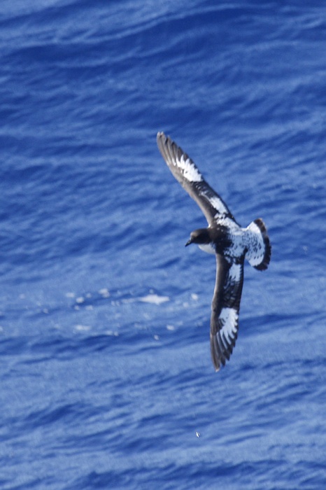 antarcticajpeg_0274.jpg