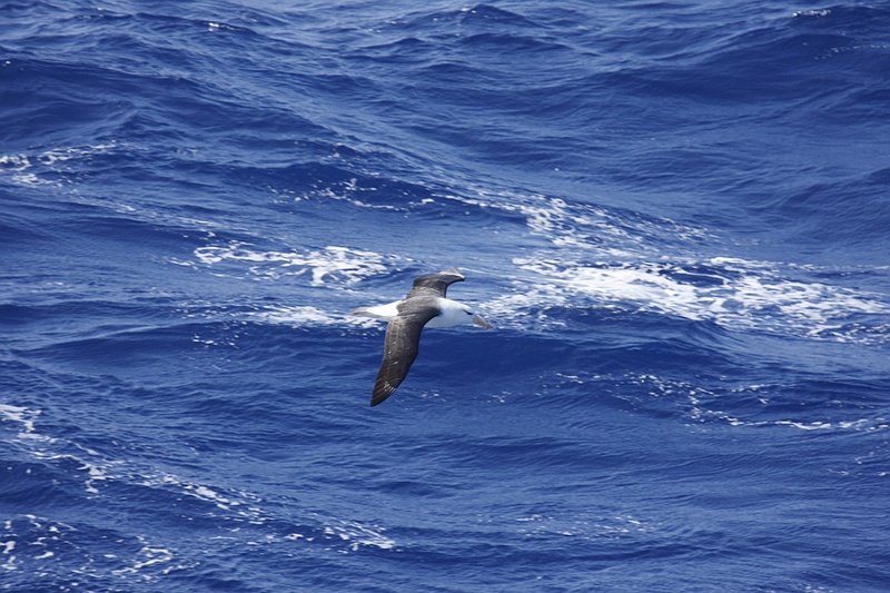 antarcticajpeg_0503.jpg