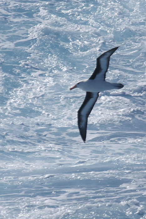 antarcticajpeg_0543.jpg