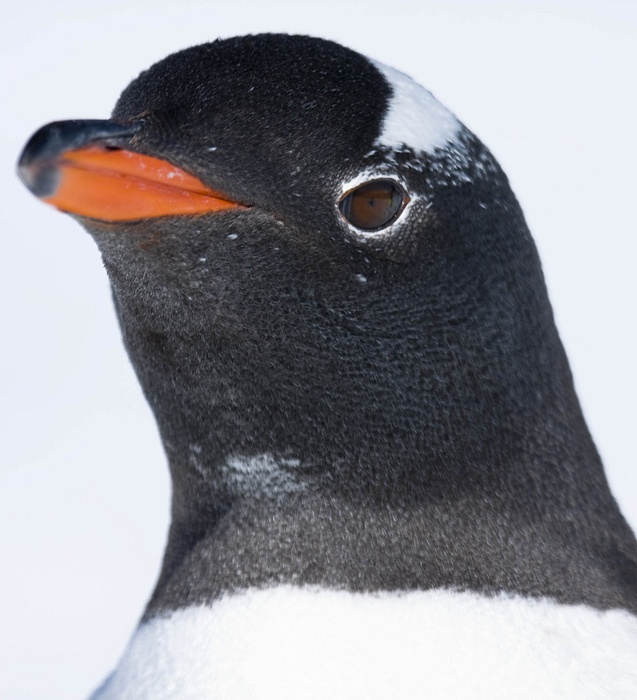 antarcticaraw_0757.jpg