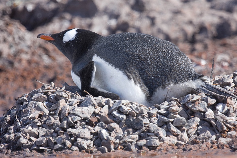 antarcticaraw_0818.jpg