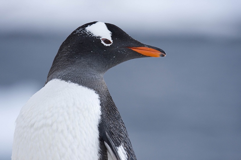 antarcticaraw_1010.jpg