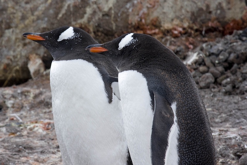 antarcticaraw_1081.jpg