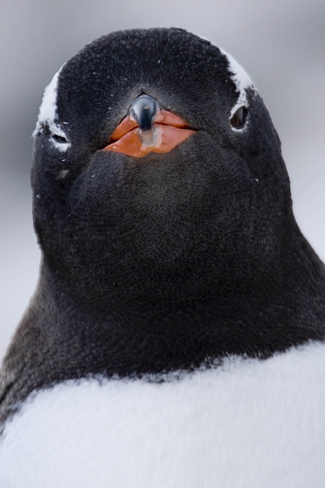 antarcticaraw_1093.jpg