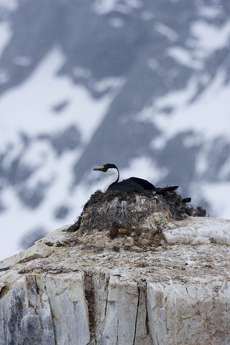 antarcticaraw_1331.jpg