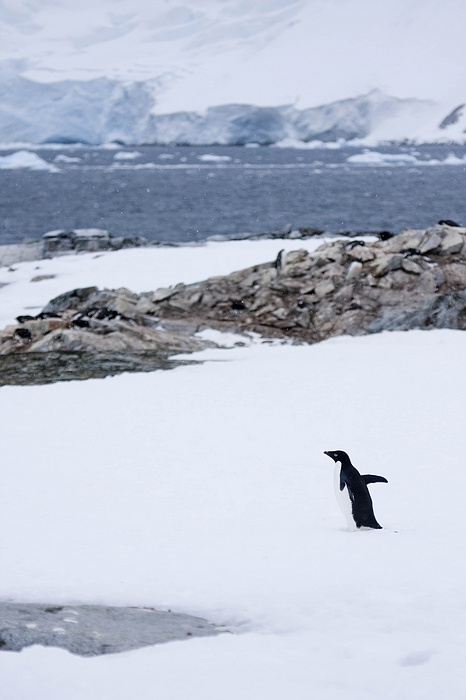 antarcticaraw_1341.jpg