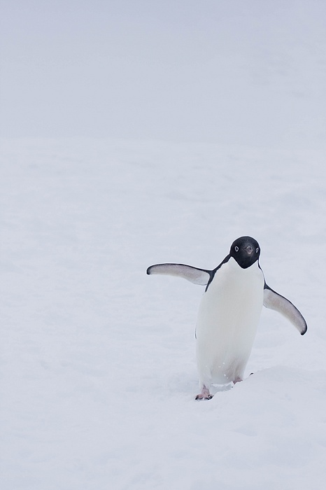 antarcticaraw_1380.jpg
