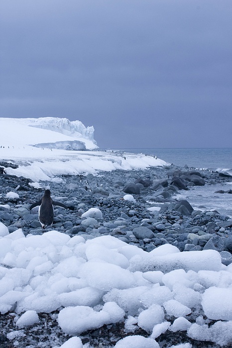 antarcticaraw_1430.jpg