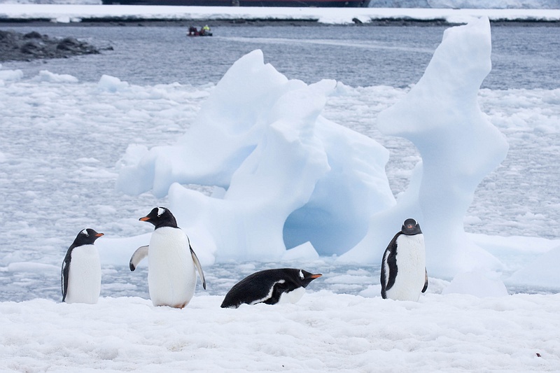 antarcticaraw_1487.jpg