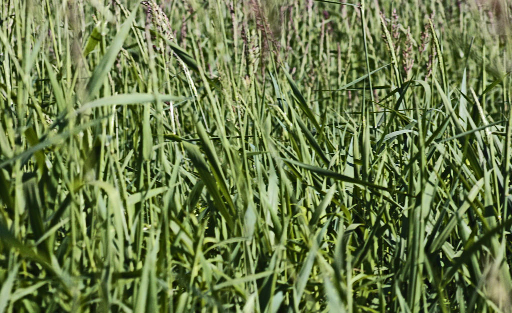 3203-Sedge-Wren-habitat