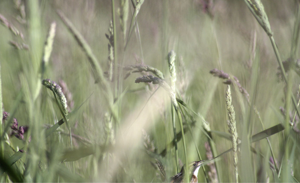 3200-Sedge-Wren-as-shot