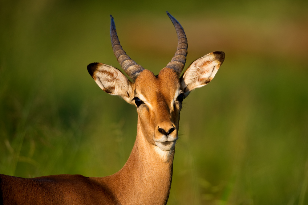 Impala, mle