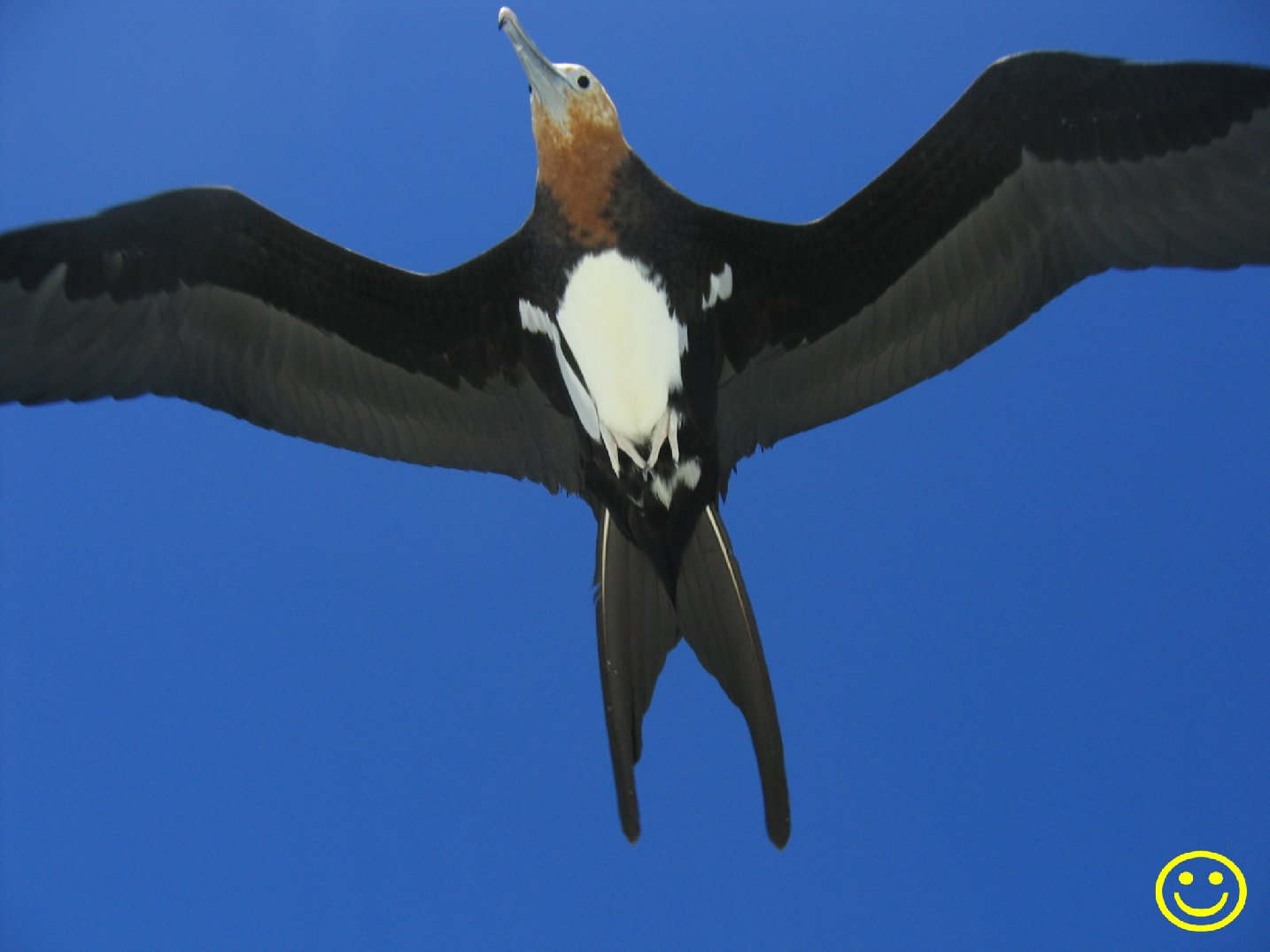 christmas island frigatebird