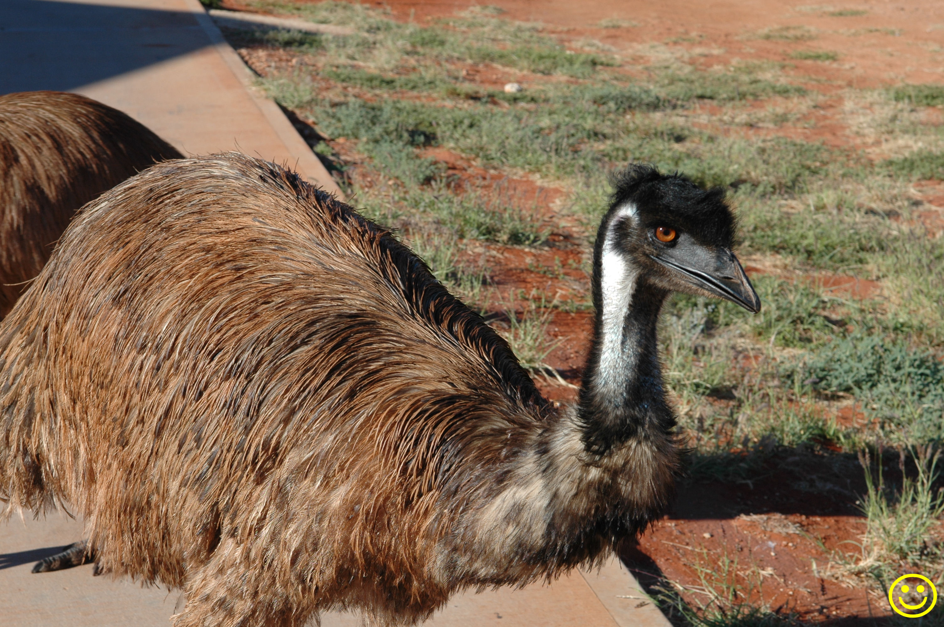 Australian bird