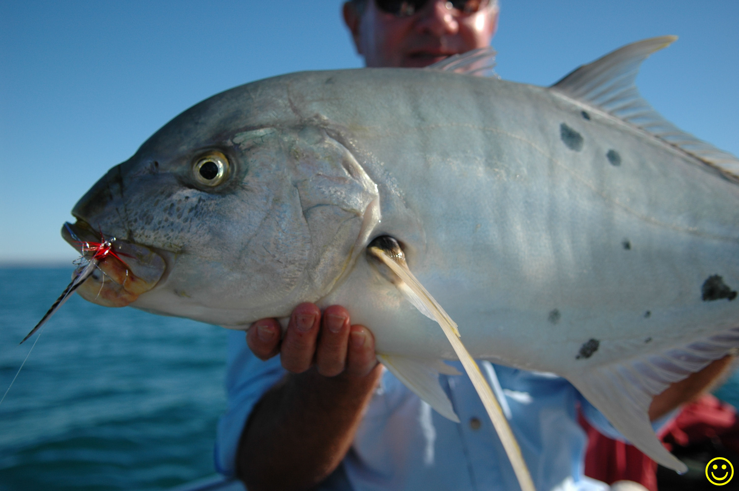 Golden Trevally