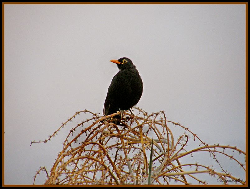 Blackbird in Drago.jpg