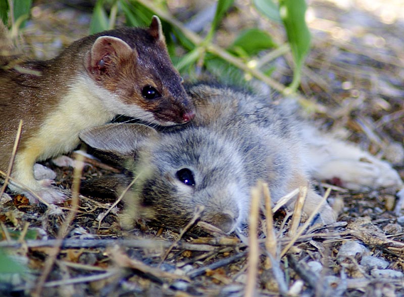 Weasel killing young rabbit at Golden Spike NP
