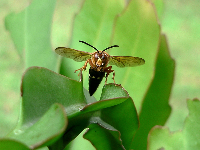 Hunter Wasp