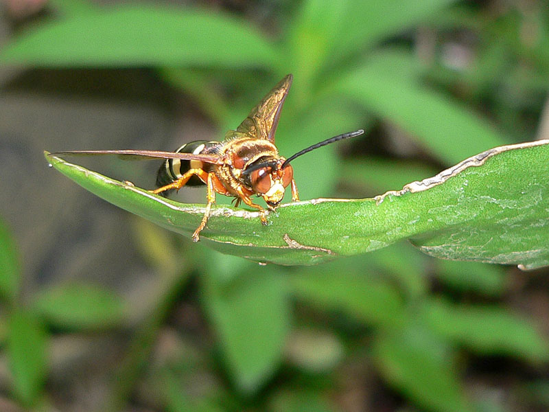 Hunter Wasp