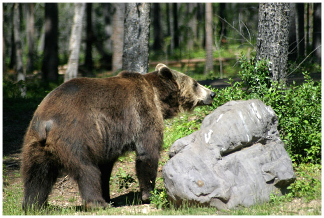 Grizzly 1