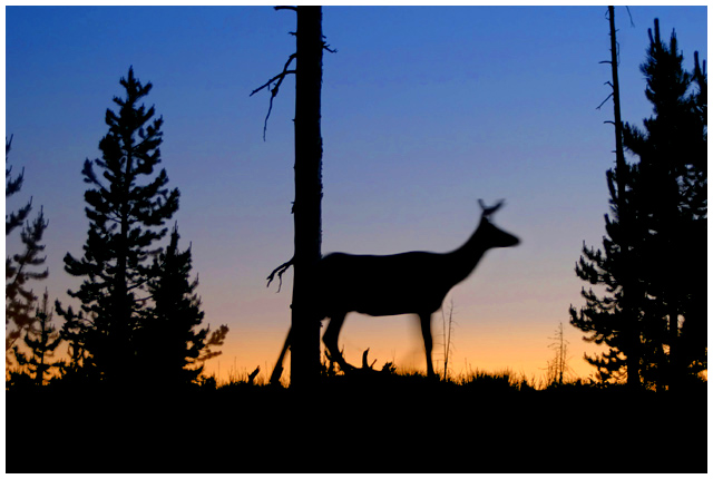 Yellowstone 2