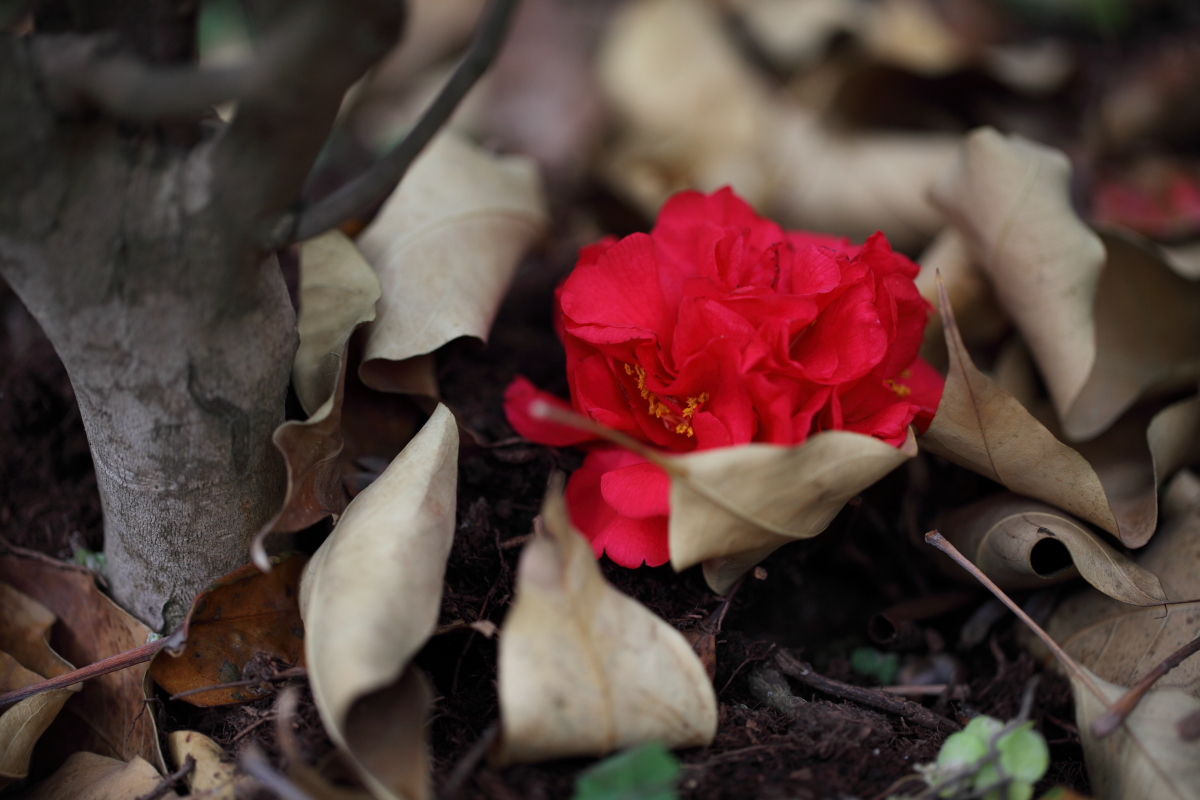 LLI_FEB2013_040.JPG