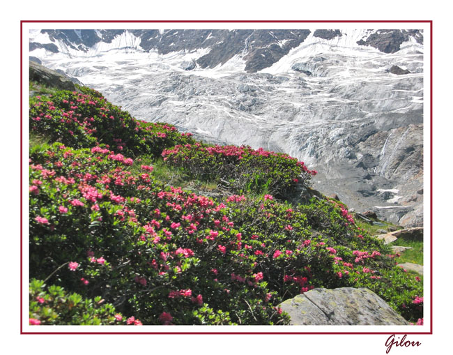 Rhodondendron