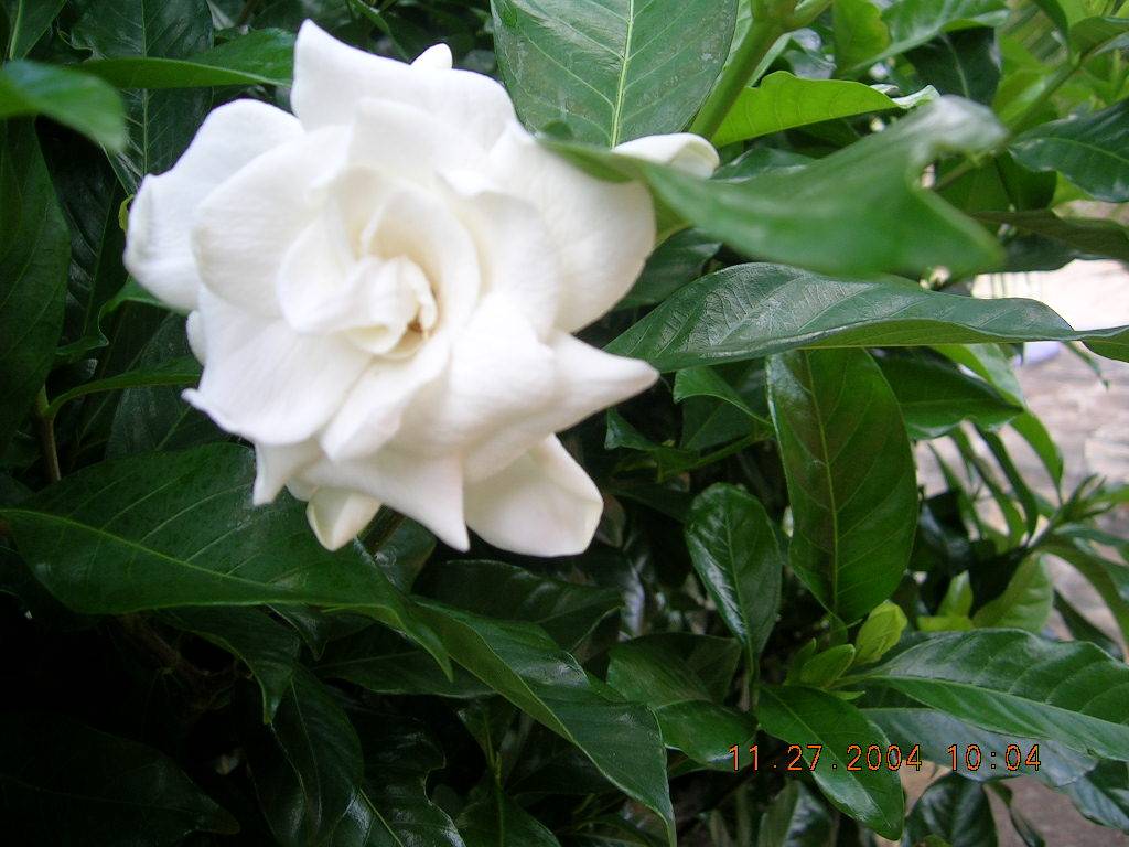 gardenia