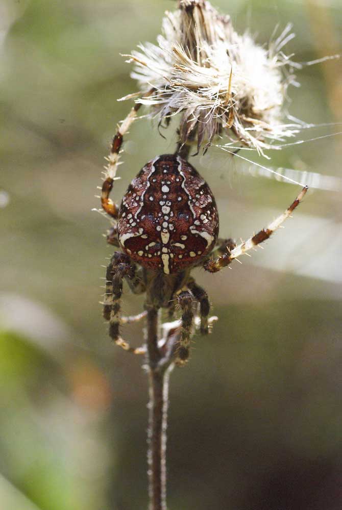 Araneus diadematus